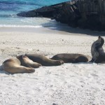 zeehonden galapagos P1090718