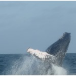 Whales Ecuador