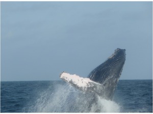 Walvissen Ecuador