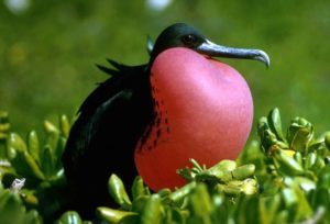 Dieren Galapagos