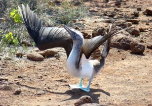 Galapagos Blue footed Boobie