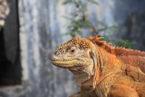 combi reis Ecuador en Galapagos