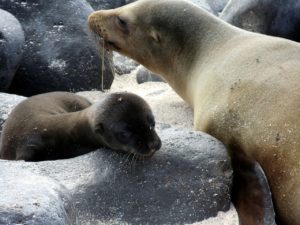 combi reis Ecuador en Galapagos